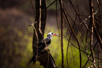 Von der decken's hornbill in dark forest with face sunlit