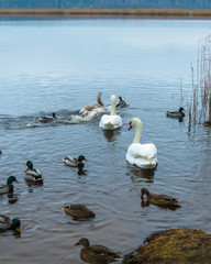 A magnificent family of white swans against the background of blue river water.