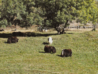 Yacks (Bos grunniens) broutant sur un vert paturage.