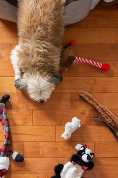 Shih Tzu Dog Laying On Hardwood Floor With Toys