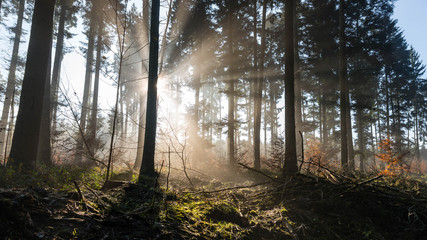 Obraz premium morgens im wald