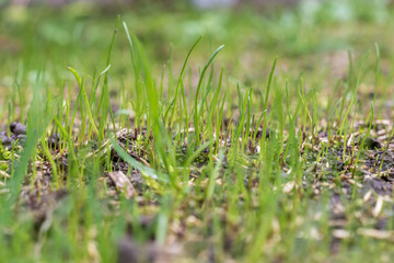 Gras keimt im Frühjahr aus dem Boden