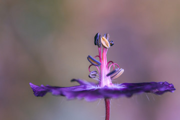 ballerine