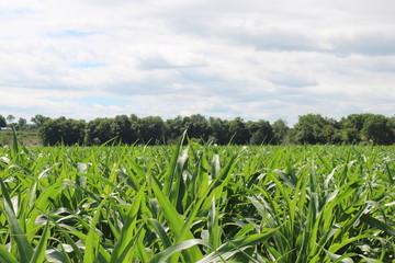 Fototapeta premium Feld