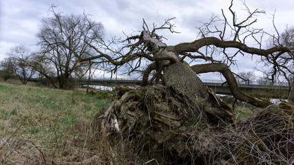 Donau Schmutz Wald sterben Holz