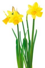 Obraz premium Spring floral border, beautiful fresh daffodils flowers, isolated on white background. Selective focus