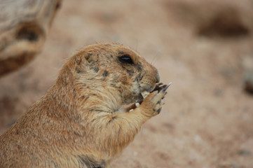 Prarie Dog