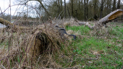 Donau Schmutz Wald sterben Holz