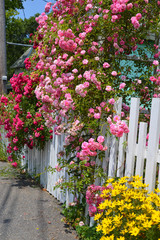 Flowers Spilling Over a Fence