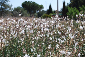 White Wild Flowers, Floral Landscape