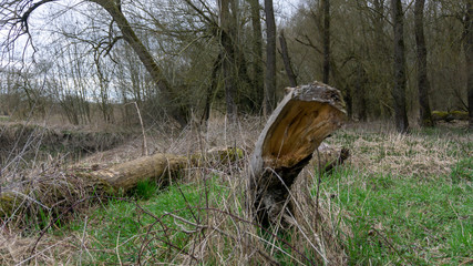 Donau Schmutz Wald sterben Holz