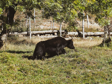 Yacks (Bos grunniens) broutant sur un vert paturage.
