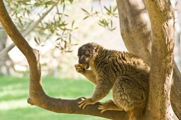 Lemurs of Madagascar, Ring-Tailed Lemurs