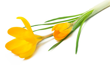 Beautiful yellow crocus on a white background - fresh spring flowers. (selective focus)