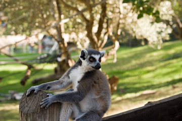 Lemurs of Madagascar, Ring-Tailed Lemurs