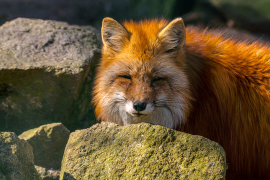 red fox hunting season in summer light