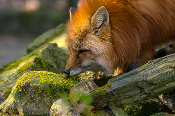 red fox hunting season in summer light