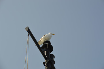 Bird Perched at the Mast