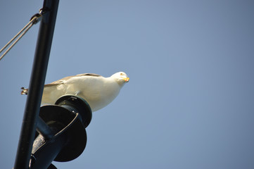Bird Perched at the Mast
