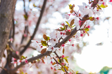 Blooming flowers and plum branches close up at sunset