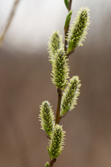 green spring willow catkins macro