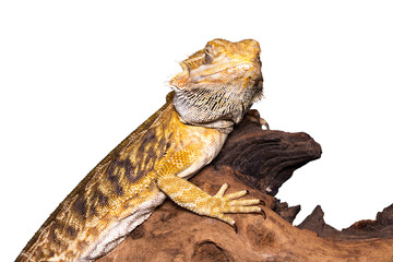 bearded dragon (pogona vitticeps) isolated on white background