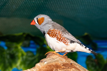 Beautiful bird, Zebra Finch (Taeniopygia guttata) perching on a branch