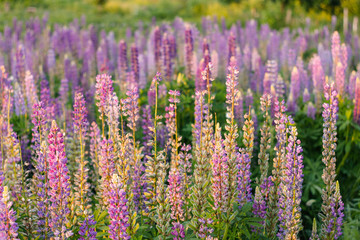 Obraz premium Lupinus, commonly known as lupin or lupine
