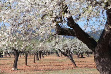 Blossoming almond trees in the Spanish Mediterranean island of Mallorca