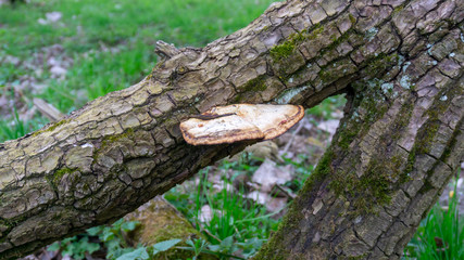Donau Schmutz Wald sterben Holz