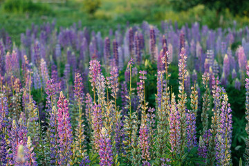 Obraz premium Lupinus, powszechnie znany jako łubin lub łubin