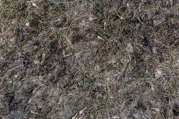 texture of spring wet earth