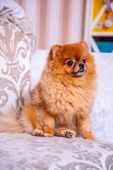Pomeranian sitting on the couch