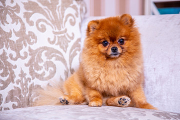 Fototapeta na wymiar Pomeranian sitting on the couch