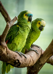 Obraz premium Two Parrots Perched on a Branch