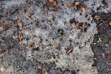 texture of spring wet earth