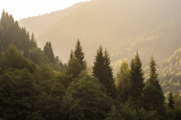 Natural landscape with view of coniferous forest in mountains, lit by sun. Green mountains of Georgia. Tourism and travel. © KOSIM