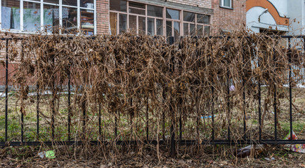 texture of the fence entwined with plants