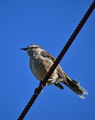 aves