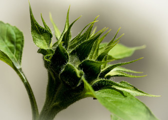 Green Sunflower Bud, Macro