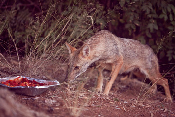 Jackals in the woods