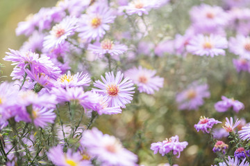 Fototapeta premium Chrysanthemums in the garden