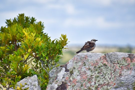 ave detalles gorrion arbol rama roca