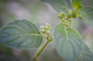 Flower of mint plant