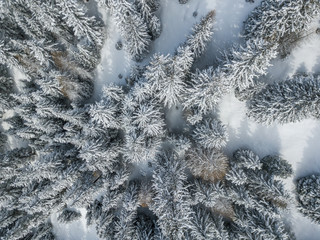 Aerial view of snow covered fir trees