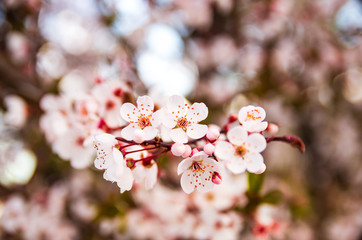 Blooming flowers and plum branches close up at sunset