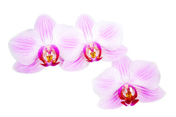 Fototapeta na wymiar Orchid flowers head bouquet blossom isolated on white background. Branch of beautiful purple Phalaenopsis.