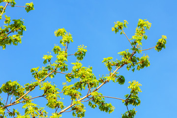 Branches with young leaves of the Canadian maple tree.
