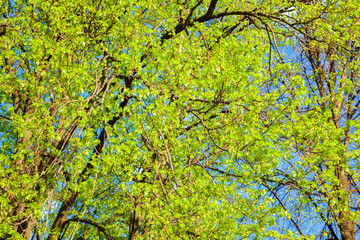 Fototapeta premium Blossoming tree branches in sunny weather day in park.