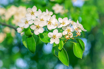 White early plum flowers. Spring flowering of fruit trees of cherry and plum in the garden and the background of blue sky.